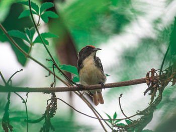 Bird perching on a branch