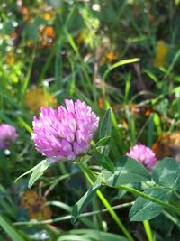 Close-up of purple flowers blooming outdoors