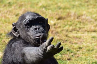 Portrait of monkey on grass