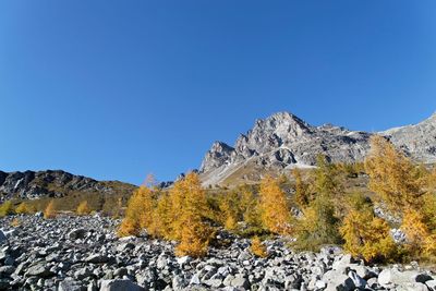 Low angle view of trees against clear blue sky