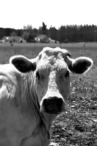 Close-up of an animal against blurred background