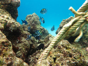 Close-up of fish swimming in sea over coral