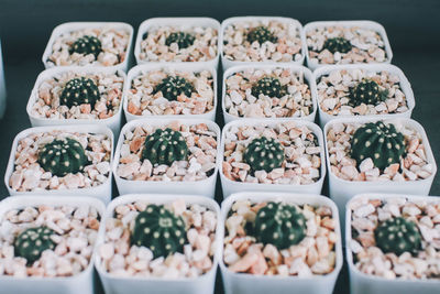 High angle view of succulent plants for sale in store