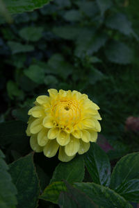 Close-up of yellow flowering plant