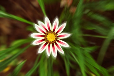 Close-up of pink flower