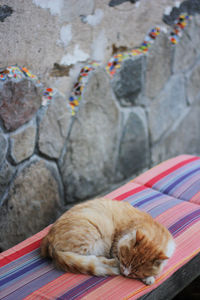 Cat sleeping on bench outdoor