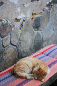 Cat sleeping on rock