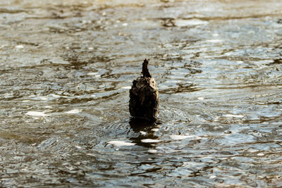 Duck swimming in a lake