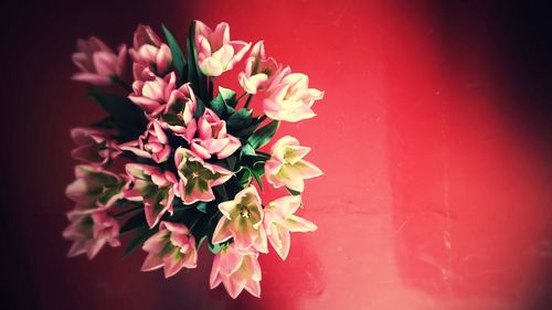 Close-up of red flowers on wall