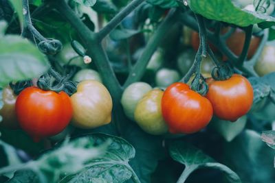 Close-up of tomatoes growing on tree