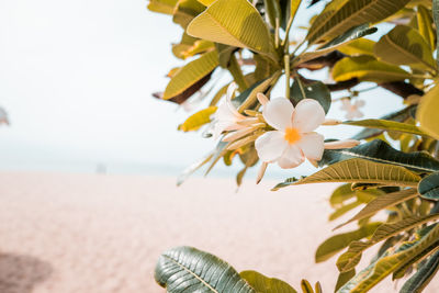 Close up a single beautiful white plumeria rubra flower in summer sunlight. 