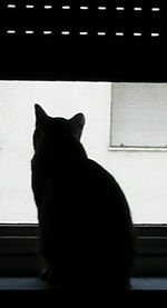 Cat looking away
