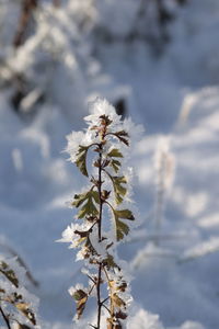 Close-up of white flowering plant against cloudy sky
