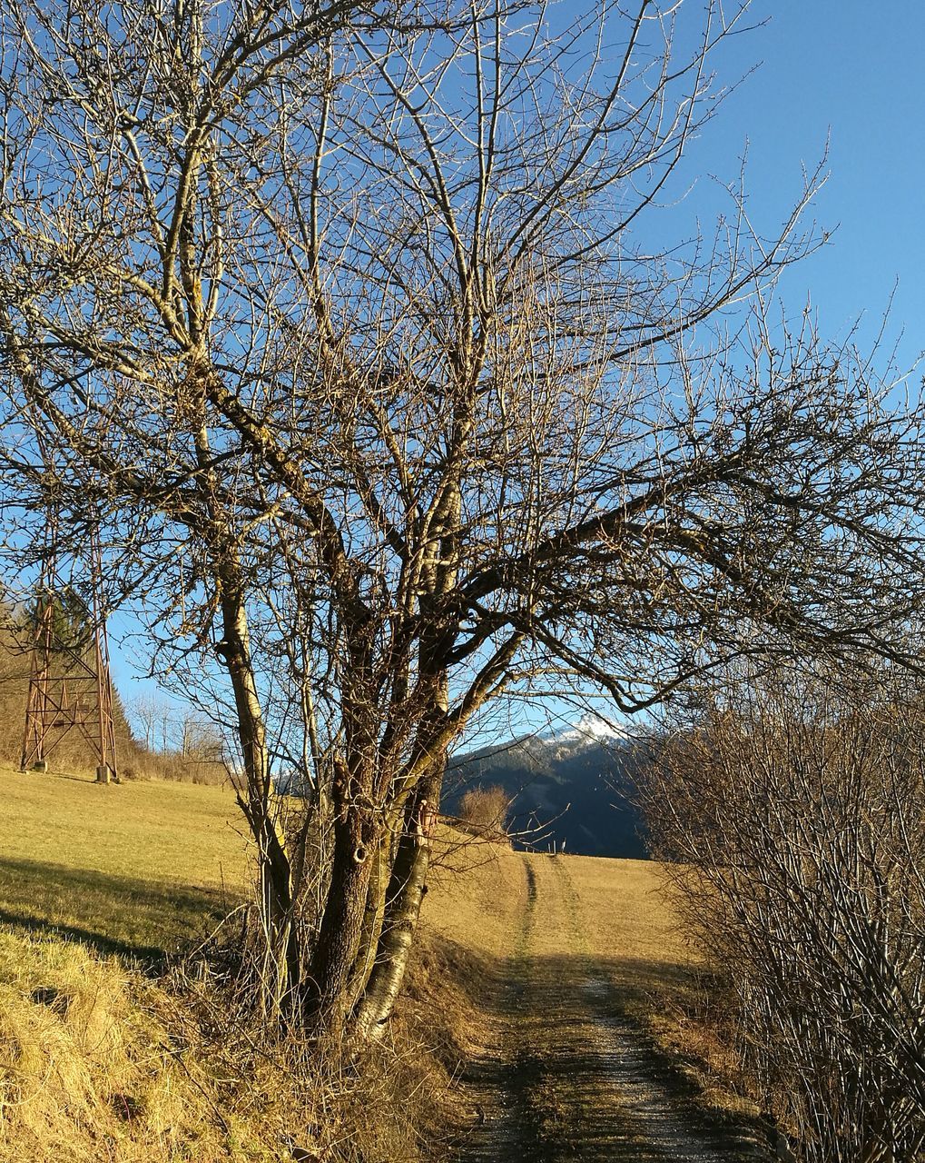 tree, nature, tranquility, no people, outdoors, day, sunlight, sky, beauty in nature, scenics, tranquil scene, growth, sand, branch, close-up