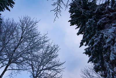 Low angle view of bare trees against sky