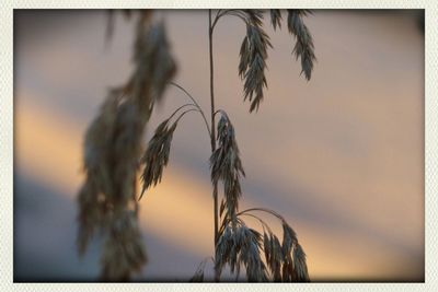 Close-up of plants against sunset