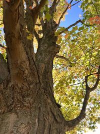 Low angle view of tree in forest