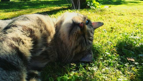 Cat relaxing on field