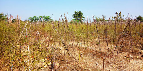 Plants growing on field