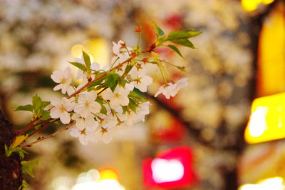 Close-up of cherry blossom plant