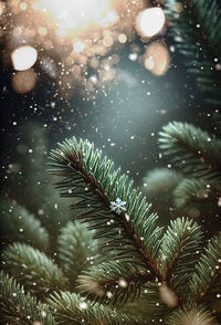 Low angle view of palm tree