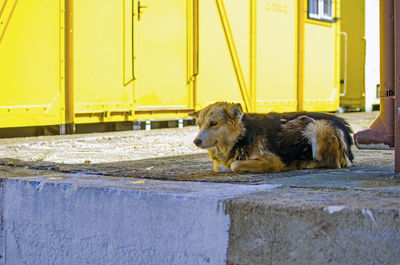 Dog in pen