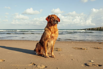 View of dog on beach