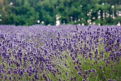 Close-up of lavender blooming on field