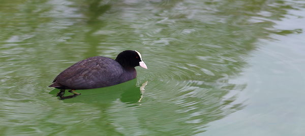 View of birds in water