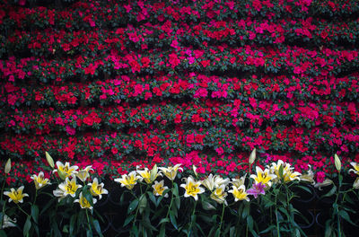 Full frame shot of pink flowering plants