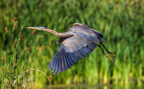 High angle view of gray heron flying