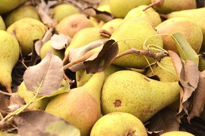 Close-up of fruits