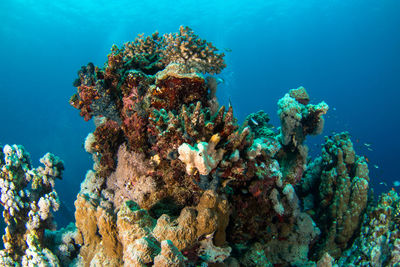 Low angle view of coral in sea