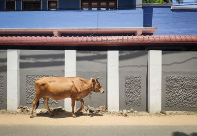 Side view of a horse standing against building