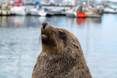 High angle view of sea lion