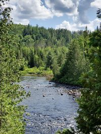 Scenic view of river amidst trees in forest against sky