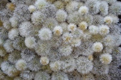 High angle view of white flowering plants