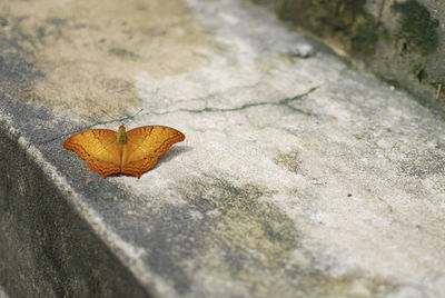 High angle view of autumn leaf