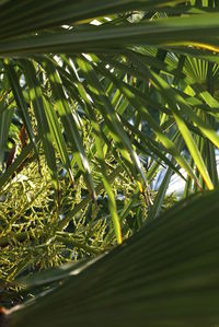 Close-up of palm tree leaves