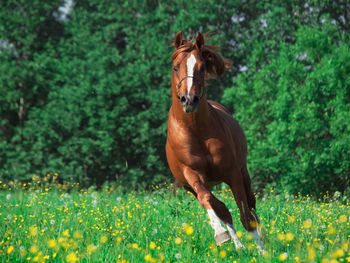 Horse on grass against trees