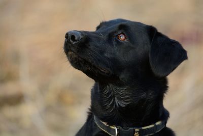 Close-up of black dog outdoors