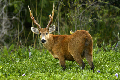 Portrait of deer standing on grass