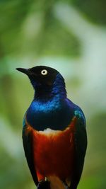 Close-up of bird perching outdoors