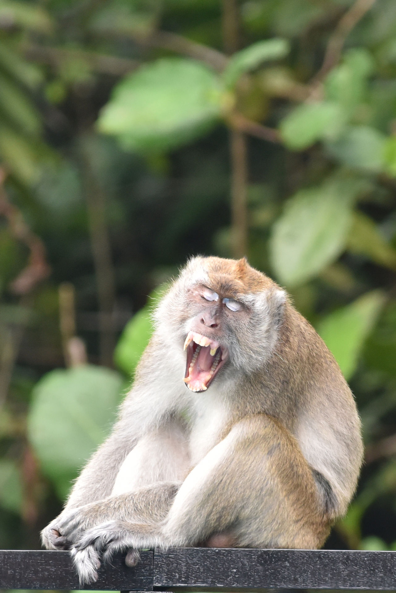 Monkey showing his teeth