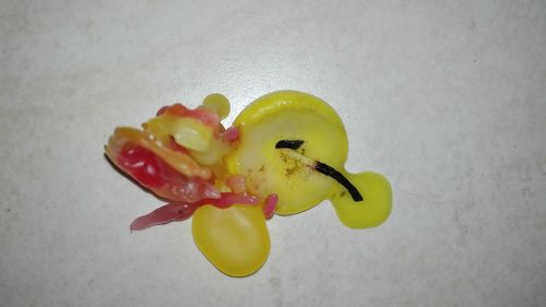 Close-up of yellow flowers