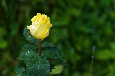 Close-up of wet yellow rose flower