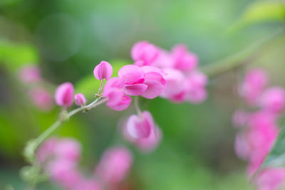 Close-up of pink flowers blooming outdoors