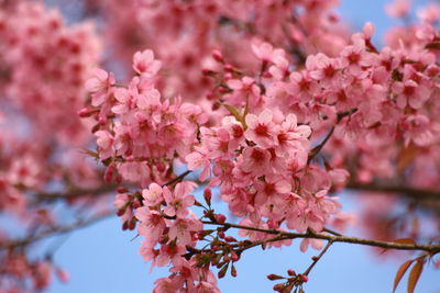 Close-up of pink flowers on tree