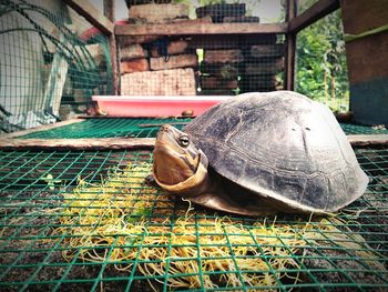 Close-up of tortoise