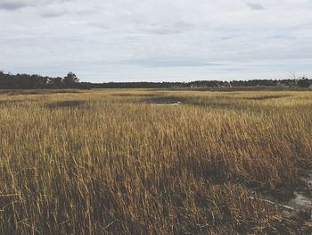 Scenic view of field against sky